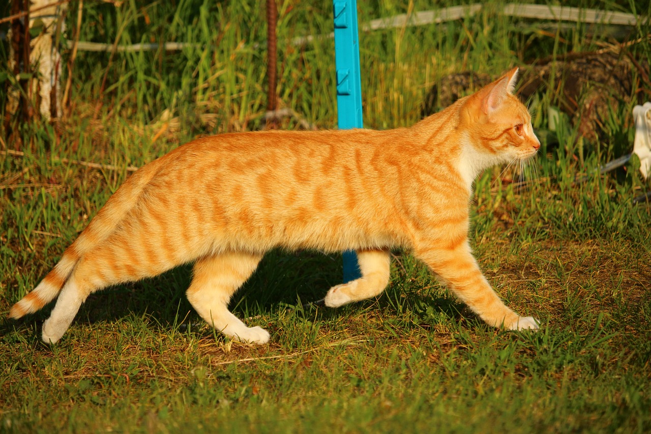 狸花猫把橘猫踢成直立形态，狸花猫与橘猫的激烈对决，瞬间变身直立姿态的橘猫挑战